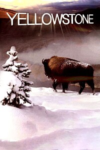 Póster: Yellowstone